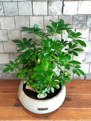 Leaforia Schefflera Bonsai