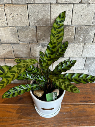 RattleSnake Calathea, The Prayer Plant