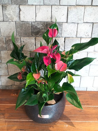 EverBloom Flamingo Lily