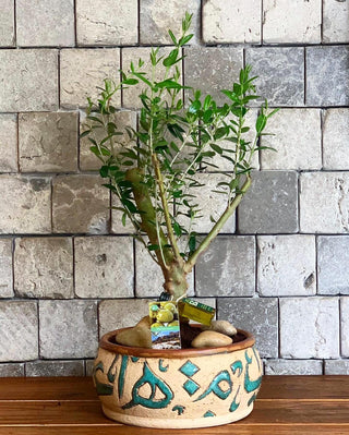 ‘Jordan Spell’ Olive Bonsai Tree | Handmade Designer Collection