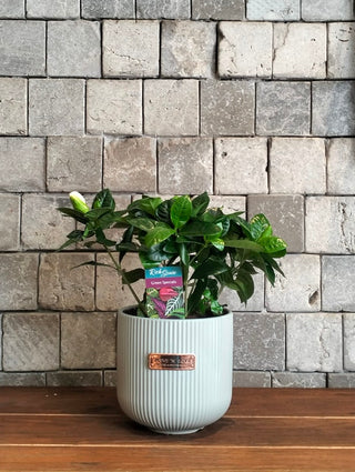 Gardenia Belle