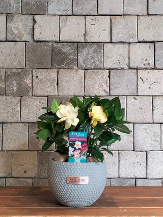 Gardenia Belle