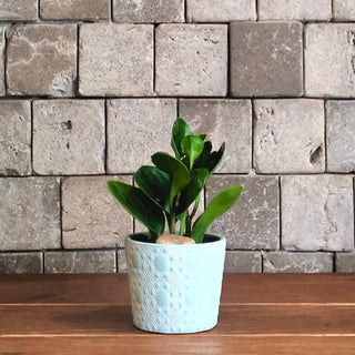 Green Pearl Mini