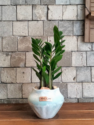 Zamia Gem Petite