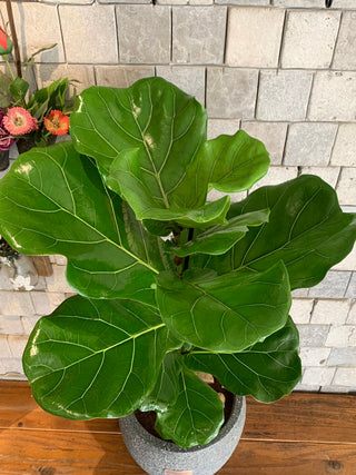 The Fiddle Leaf & Luxe
