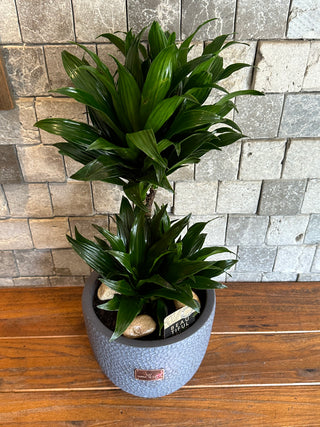 The Pineapple Dracaena Compacta