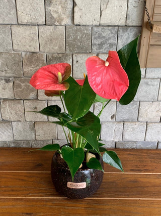 Blush Muse Flamingo Lily