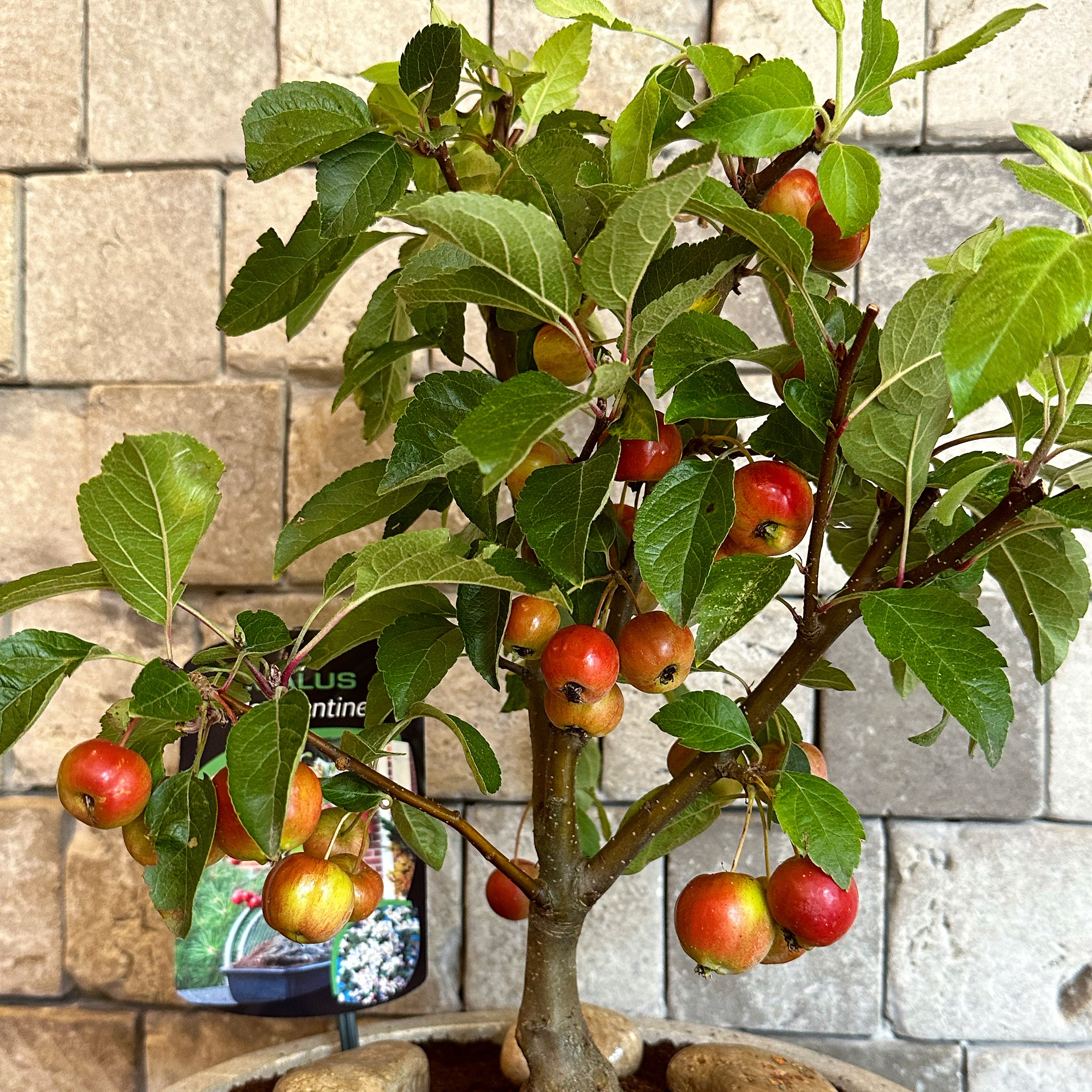 ‘Red Sentinel’ Sweet Apple Bonsai Tree
