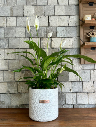 Peace Lily Bliss