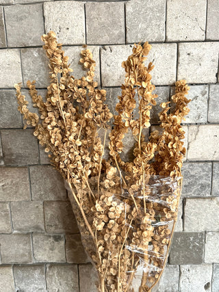 Dried Garden Orache Bunch