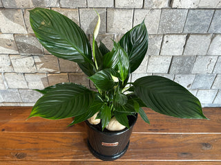 The Peace Lily Blooms