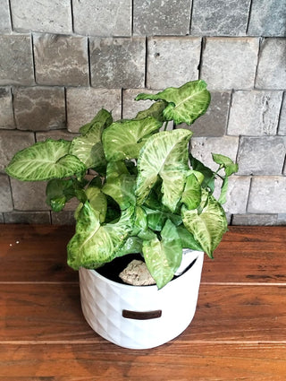 Gold Allusion Syngonium
