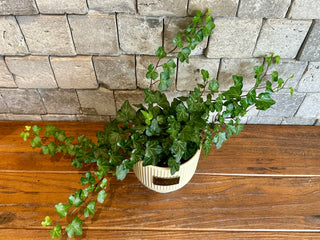 Petite Sweetheart English Ivy