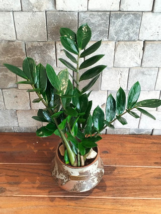 Zamia Terra