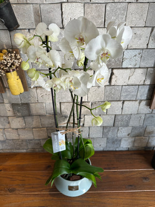 ‘Bianca’ Moon Orchids