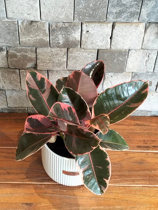 Vivid Trio Ruby Rubber