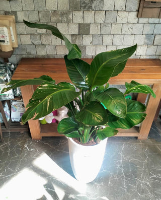 Banana Tropica