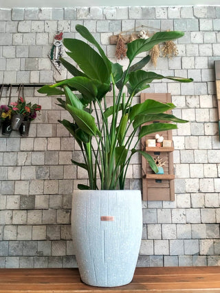 Banana Verdelle