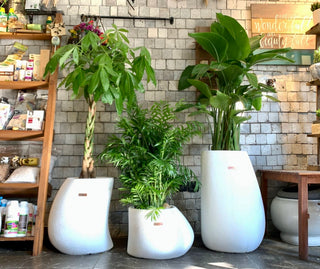 Élan & Sculpt Collection