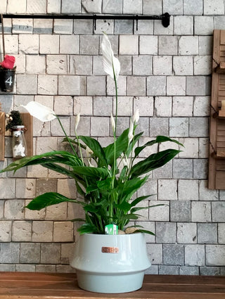 Peace Lily Delight
