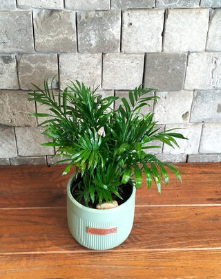 Parlor Palm Petite