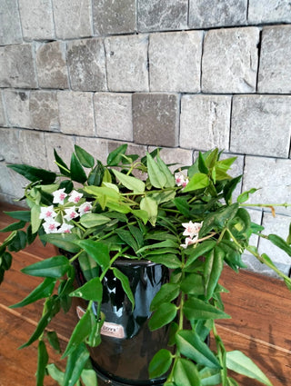 Hoya Bella, The Wax Flower