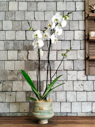Eclipse Moon Orchids