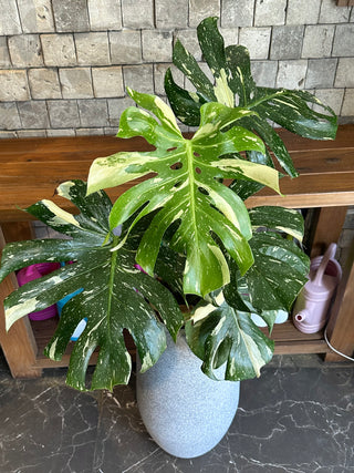 Monstera Exotique Édition