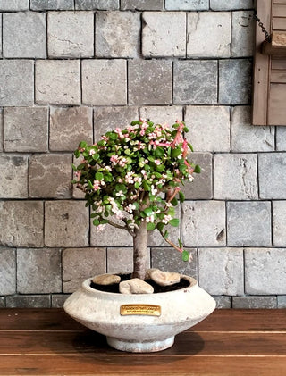 Pink Jade Bonsai · Héritage