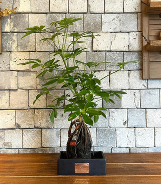 Schefflera On-Lava Bonsai 'Dwarf Umbrella Tree'
