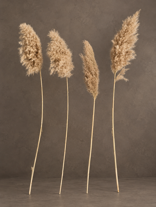 Dried Fluffy Pampas Grass