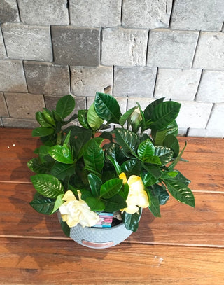 Gardenia Belle