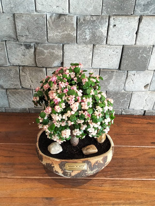 Pink Jade Bonsai · Héritage