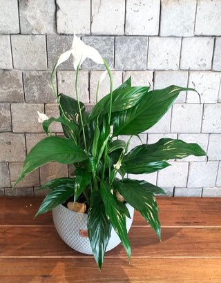 The Pure Lily