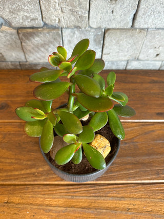 Crassula Jade MoneyTree Petite