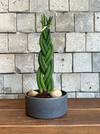 Cylindrical Braided Sansevieria