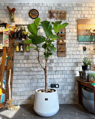 The Fiddle Leaf Fig