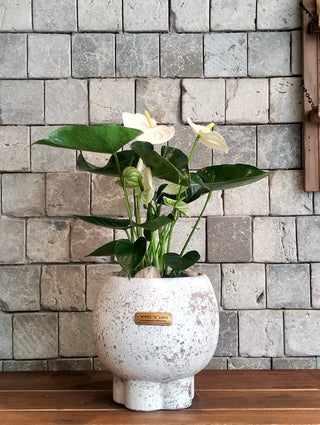 Maison Blanche Flamingo Lily