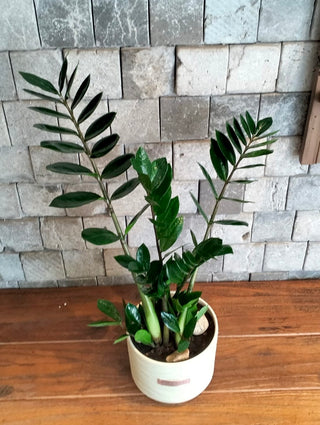 Zamia Gem