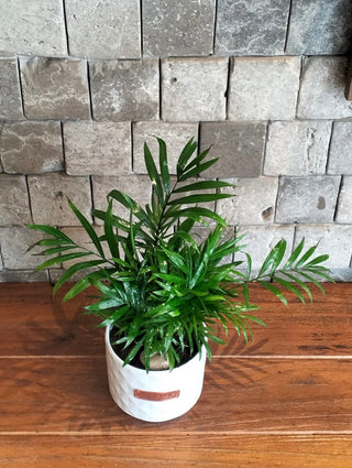 Parlor Palm Petite
