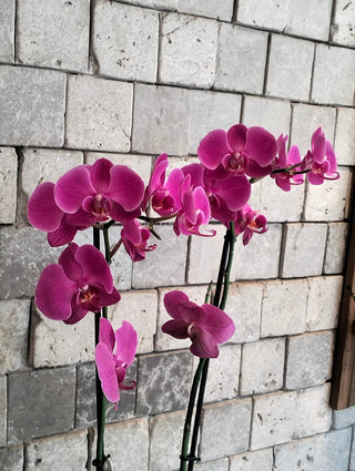 Améline Orchid