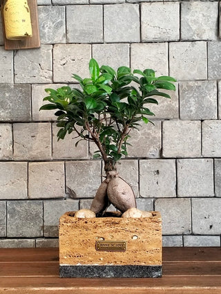 Jewel Bonsai | Artisan Marble Pottery Collection