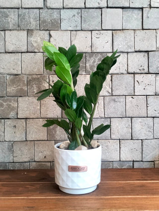 Zamia Gem