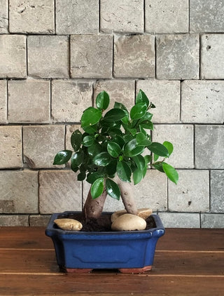 Ginseng Bliss Bonsai Petite
