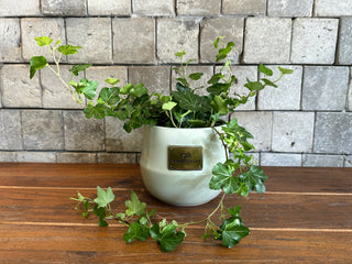 Mini Sweetheart English Ivy, Hedra Helix