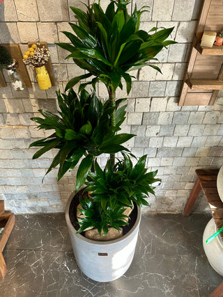 The Pineapple Dracaena Compacta