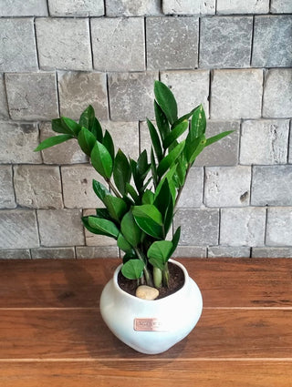Zamia Gem Petite