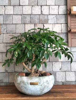 Leaforia Schefflera Bonsai