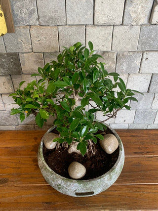 Rustic-Chic Ficus Breeze Bonsai