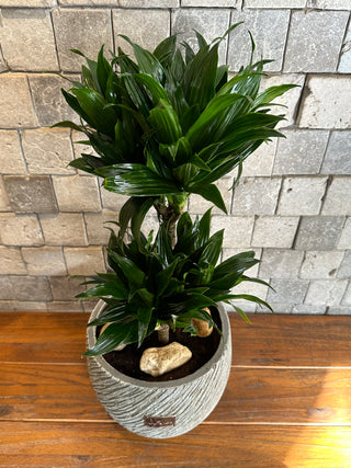 The Pineapple Dracaena Compacta